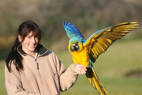 Blue and Gold Macaw Facts, Care as Pets, Pictures