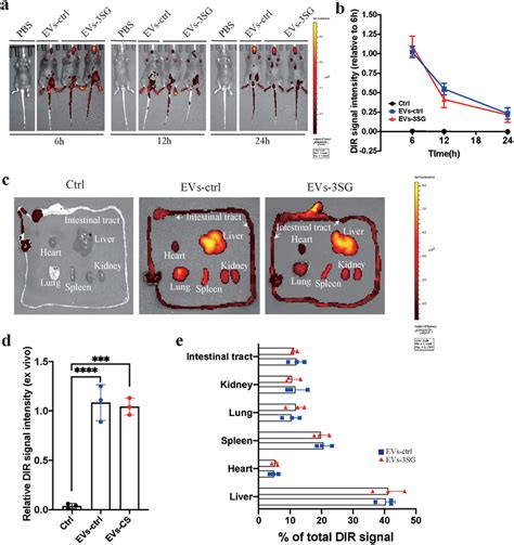 Biodistribution Of Systemically Infused EVs Detected Using DiR