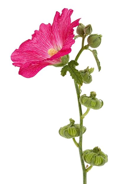 Premium Photo Red Flower Of Mallow Isolated On White Background