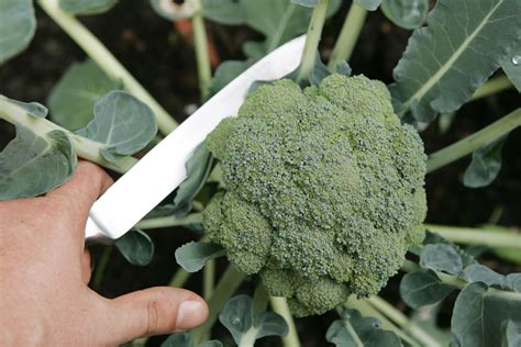 Brokkoli aus dem eigenen Garten Birchmeier Sprühtechnik AG