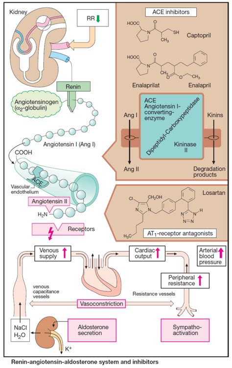 Inhibitors of the Renin Angiotensin Aldosteron System - Manual of Medicine