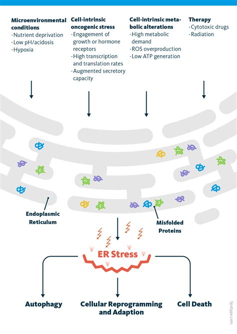 Endoplasmic Reticulum Stress And Lipid Metabolism Lipotype Gmbh