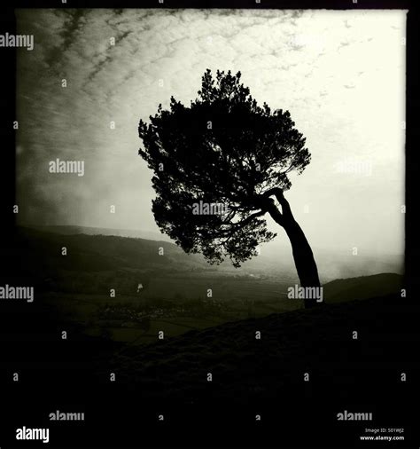 Tree silhouette on hill (black & white Stock Photo - Alamy