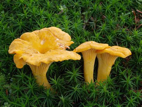 How To Safely Identify Tasty Wild Chanterelle Mushrooms — Book Wild ...