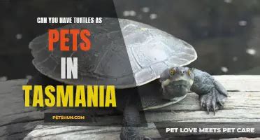 Exploring The Bizarre Question Sex With A Turtle Petshun