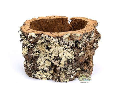 Newcal Cork Flower Pot Etsy