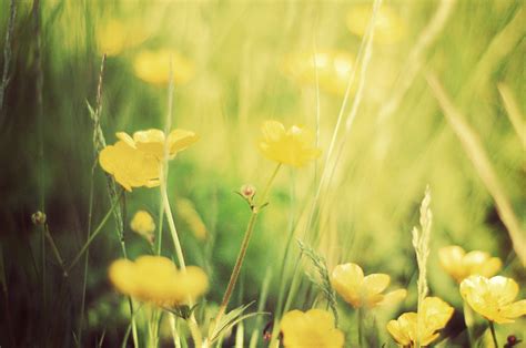 Wallpaper Sunlight Garden Nature Field Break Green Yellow