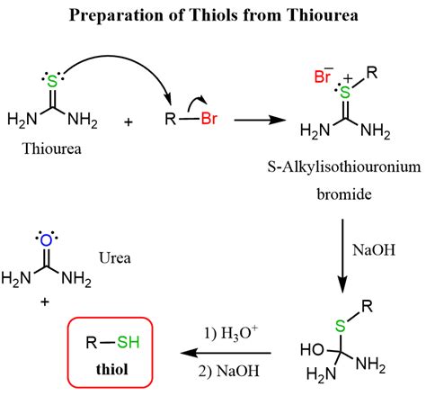 Sulfhydryl Group Model