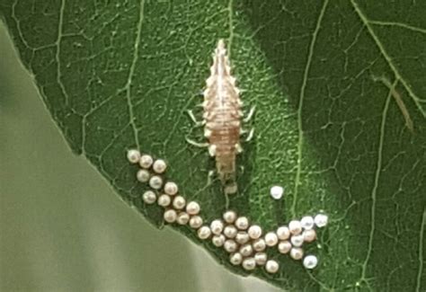 Lacewing Eggs How To Release Lacewings In Your Garden Whats That Bug