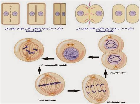 مراحل الانقسام الخيطي المتساوي في الخلية النباتية المرسال