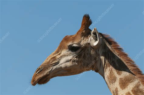 Southern giraffe - Stock Image - C054/6873 - Science Photo Library