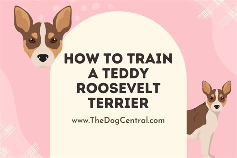 How To Train A Teddy Roosevelt Terrier The Dog Central