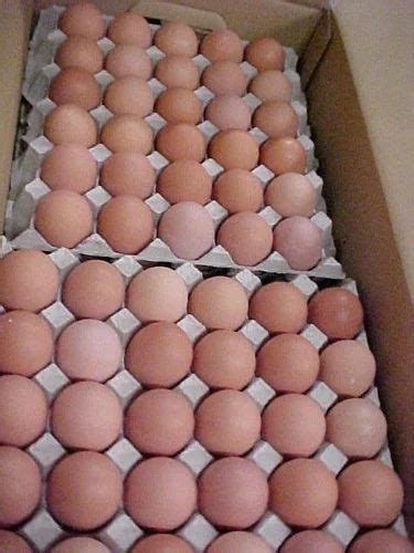 Cobb Hatching Eggs And Poultry Hatching Eggs Manufacturer From Aurangabad