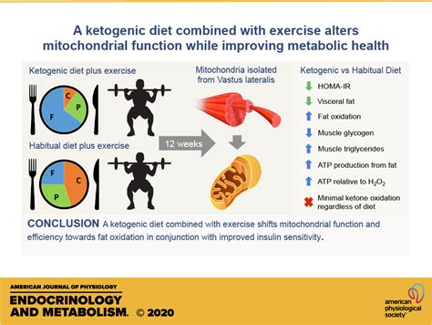 Aerobic Training Effect On Mitochondria