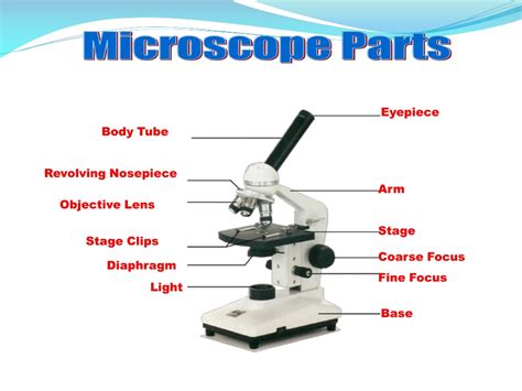 The Secret To Clear Images: Understanding The Microscope Body Tube