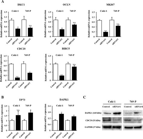 Verification Of CDNA Microarray Data By RT PCR And Western Blotting A