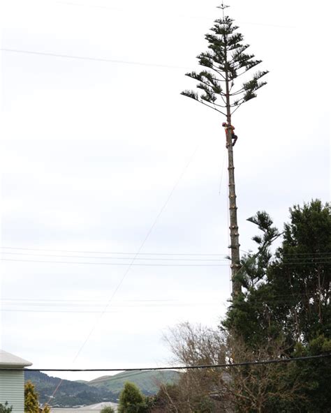 Crown Reduction Arborists Wellington Urban Tree Services