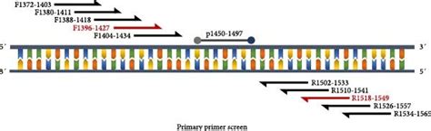 Strategies Of Screening Primers For G Parasuis RAA Assay A