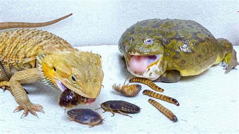 African Bullfrog And Bearded Dragon Eat Dubia Roaches And Worms