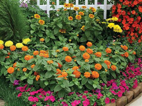 Zinnia Magellan Orange Zinnia Garden Zinnias Easy Garden