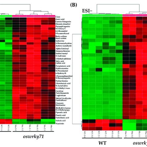 Heat Map Showed The Differential Metabolites Between WT And Oswrky71