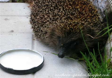 Nadezda's Northern Garden : Hedgehogs In The Garden