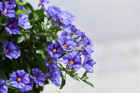 Lycianthes Rantonnetii Decorative Plant The Blue Potato Bush Or