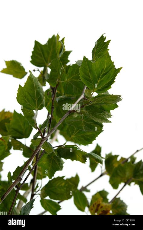 Close Up Sycamore Leaves Hi Res Stock Photography And Images Alamy