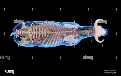 Cattle anatomy, illustration Stock Photo - Alamy