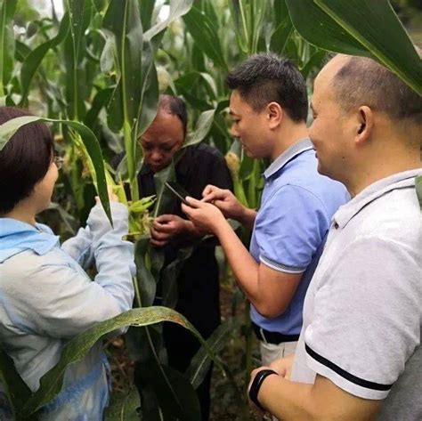 市植保站来我县检查秋粮作物病虫害防控工作防治