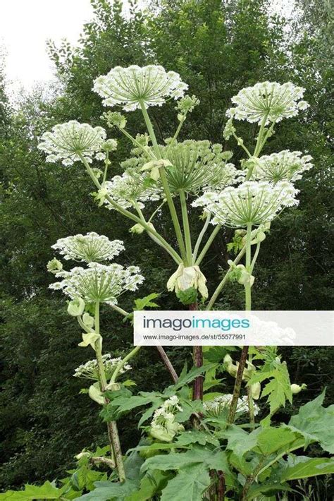 Riesen Bärenklau Herkulesstaude oder Herkuleskraut Heracleum