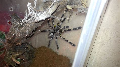 Poecilotheria regalis - YouTube