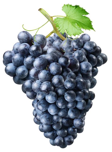 Cluster of grapes stock photo. Image of isolated, white - 11162072