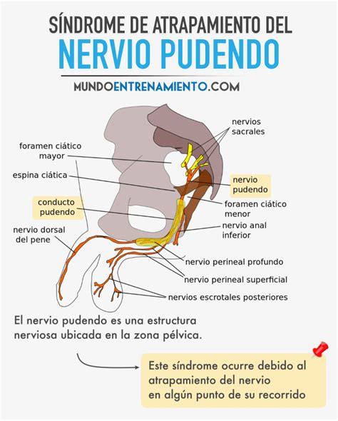 Nervio Pudendo Anatom A Lesiones Y Tratamiento Gu A