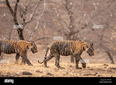 Two Wild Male Bengal Tiger Or Panthera Tigris Cubs Walking Side Profile Body Covered In Mud