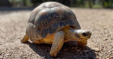 Texas Tortoise Se Convierte En Padre Por Primera Vez A Los A Os