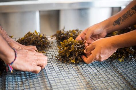 Gabriella Dcruz TheGoodOcean Explains Seaweed Farming In India