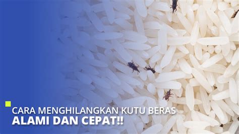 Cara Hilangkan Kutu Beras Tips Mengusir Kutu Beras Masak Nasi Pun