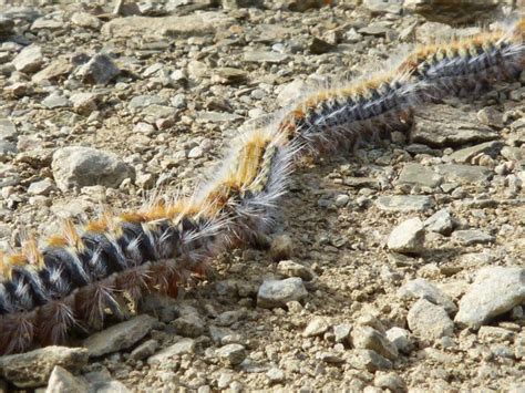 Processionary Caterpillars Are A Danger InSpain News