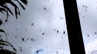 Milhares De Aranhas Invadem Bali Na Indon Sia E Causa P Nico Nos