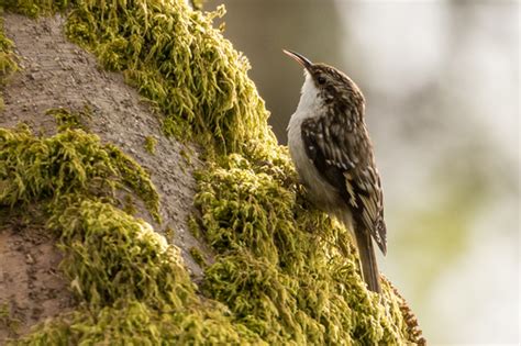 Brown Creeper Winter Birds Of Alberta INaturalist Canada