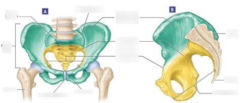 Lab Practical Review Chapter Pelvis Diagram Quizlet