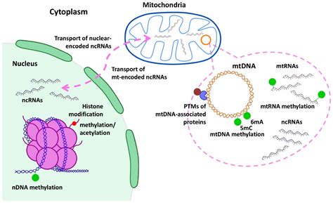 Mitochondrial Genetic And Epigenetic Regulations In Cancer