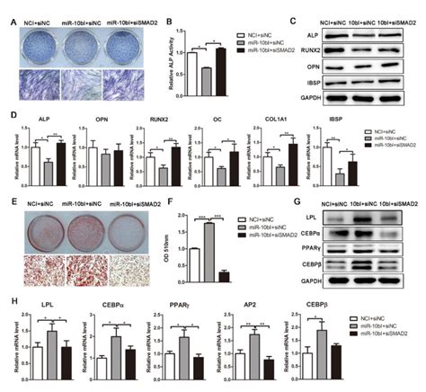 Smad Knockdown Reverses The Effect Of Mir Bi On Osteogenic And