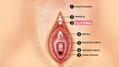 Como Achar O Clit Ris Tudo O Que Voc Precisa Saber Sobre Esse Rg O