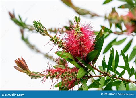 Red Callistemon Flowers Commonly Known As Bottlebrushes In A Garden