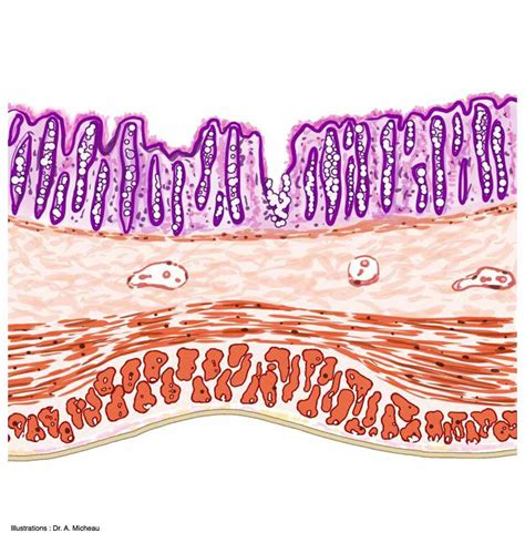 Colon Layers Anatomy