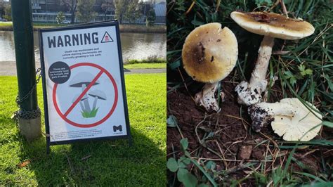 Australias Great Mushroom Debate Foragers Scramble To Defend Their