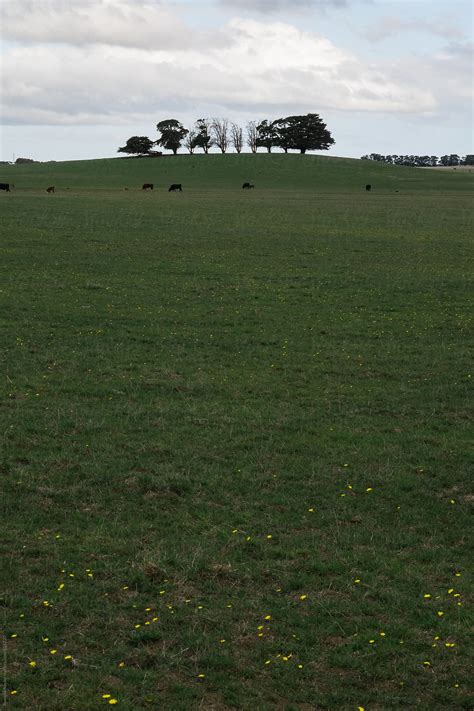 Line Of Old Trees On A Farm By Stocksy Contributor Rowena Naylor