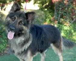 German Shepherd Belgian Tervuren Mix | [#] Lunawsome